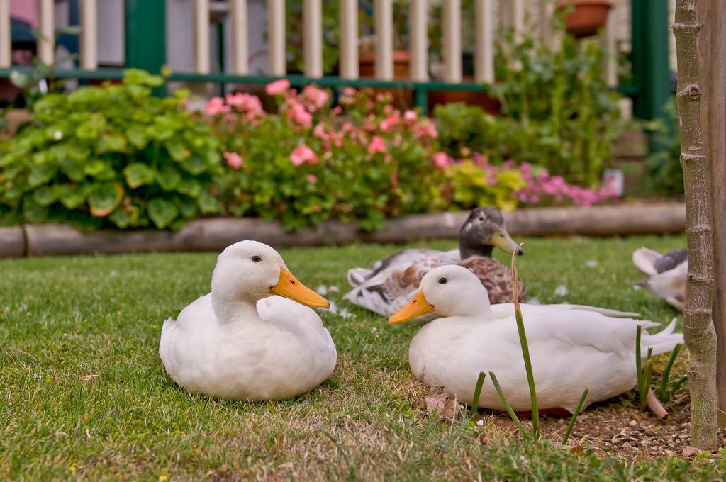 Warragul Gardens Holiday Park Eksteriør bilde